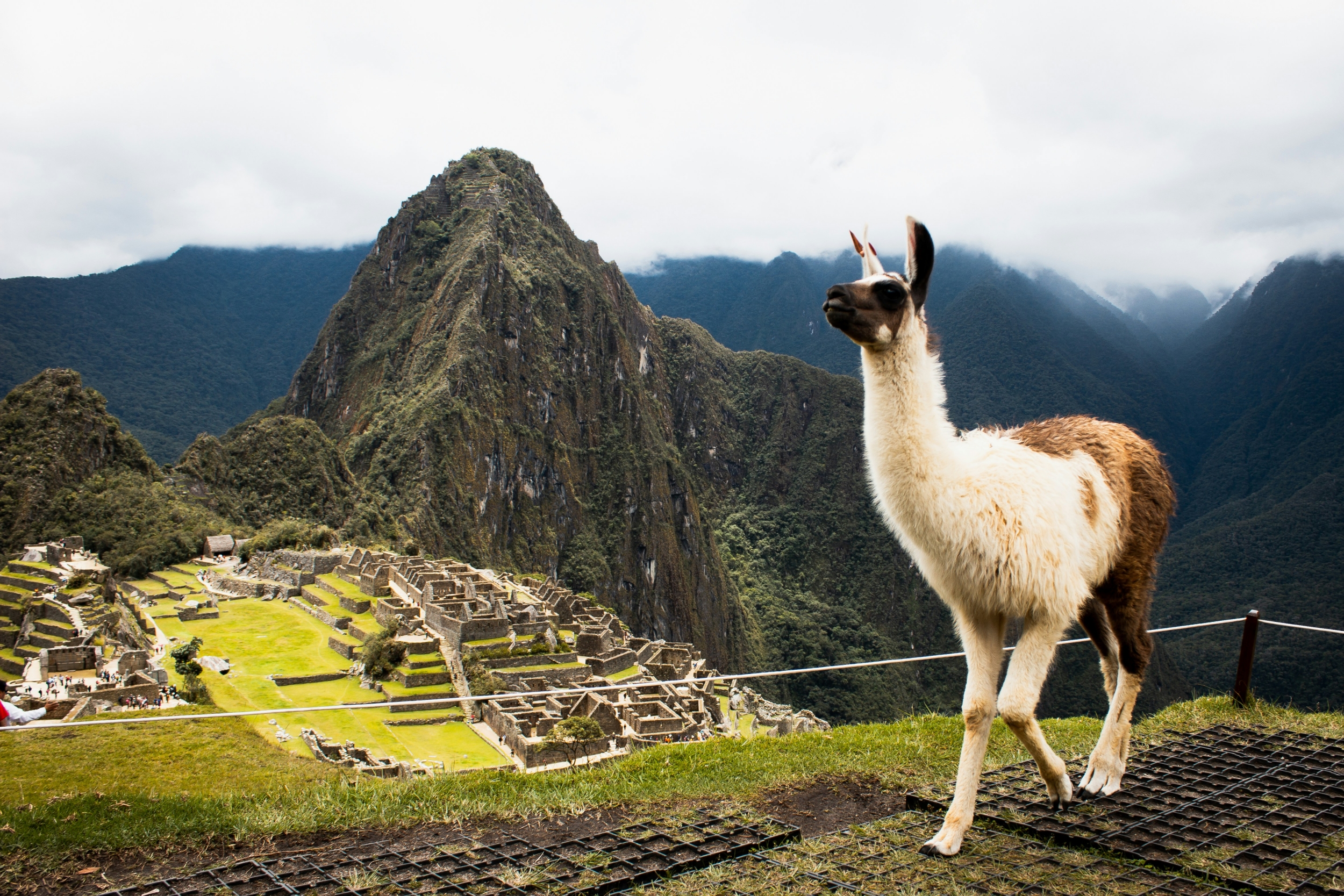 Llama with Machu Pichu in the background