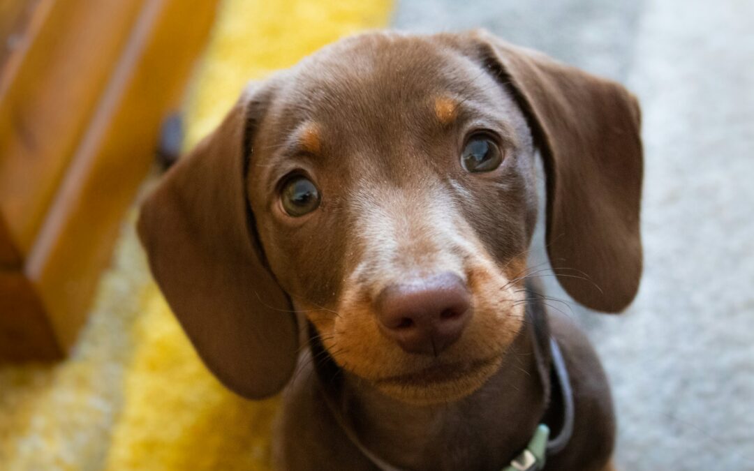 Cute puppy staring at the camera