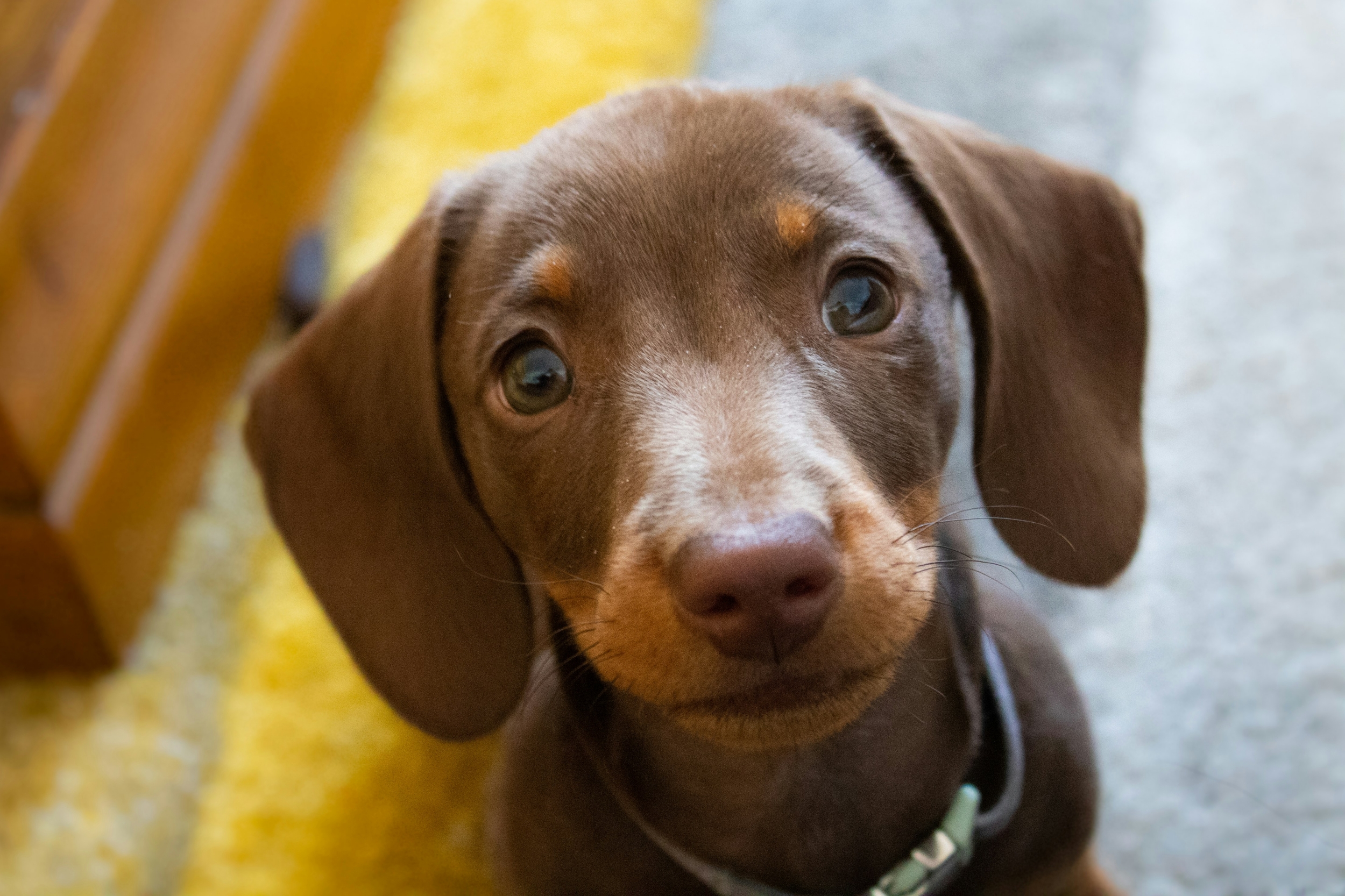 Cute puppy staring at the camera