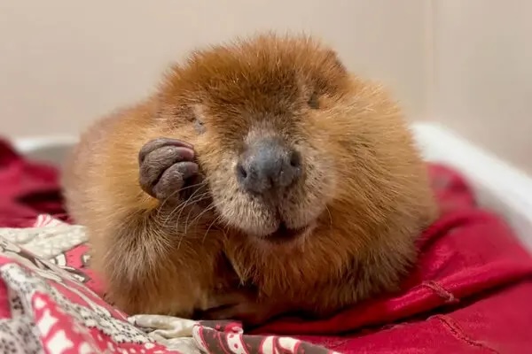 Photo of a cute beaver