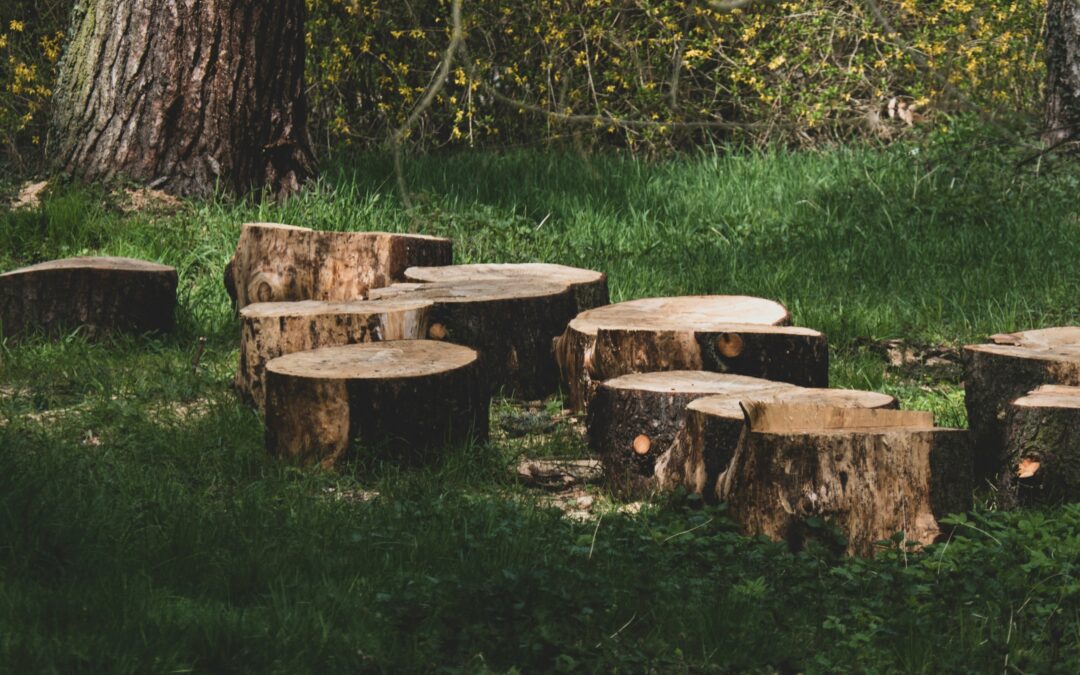 Freshly cut tree stumps in a forest