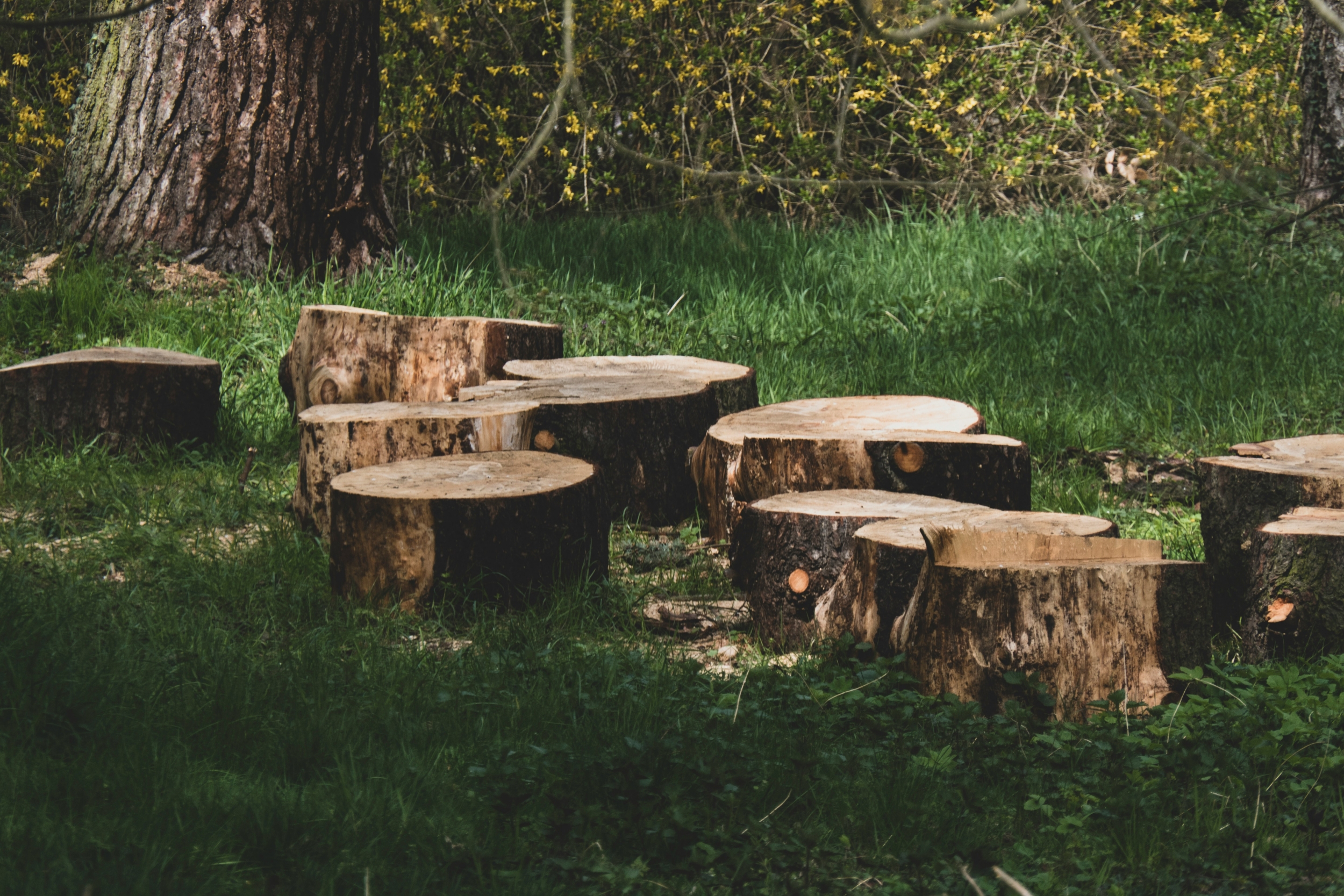 Freshly cut tree stumps in a forest