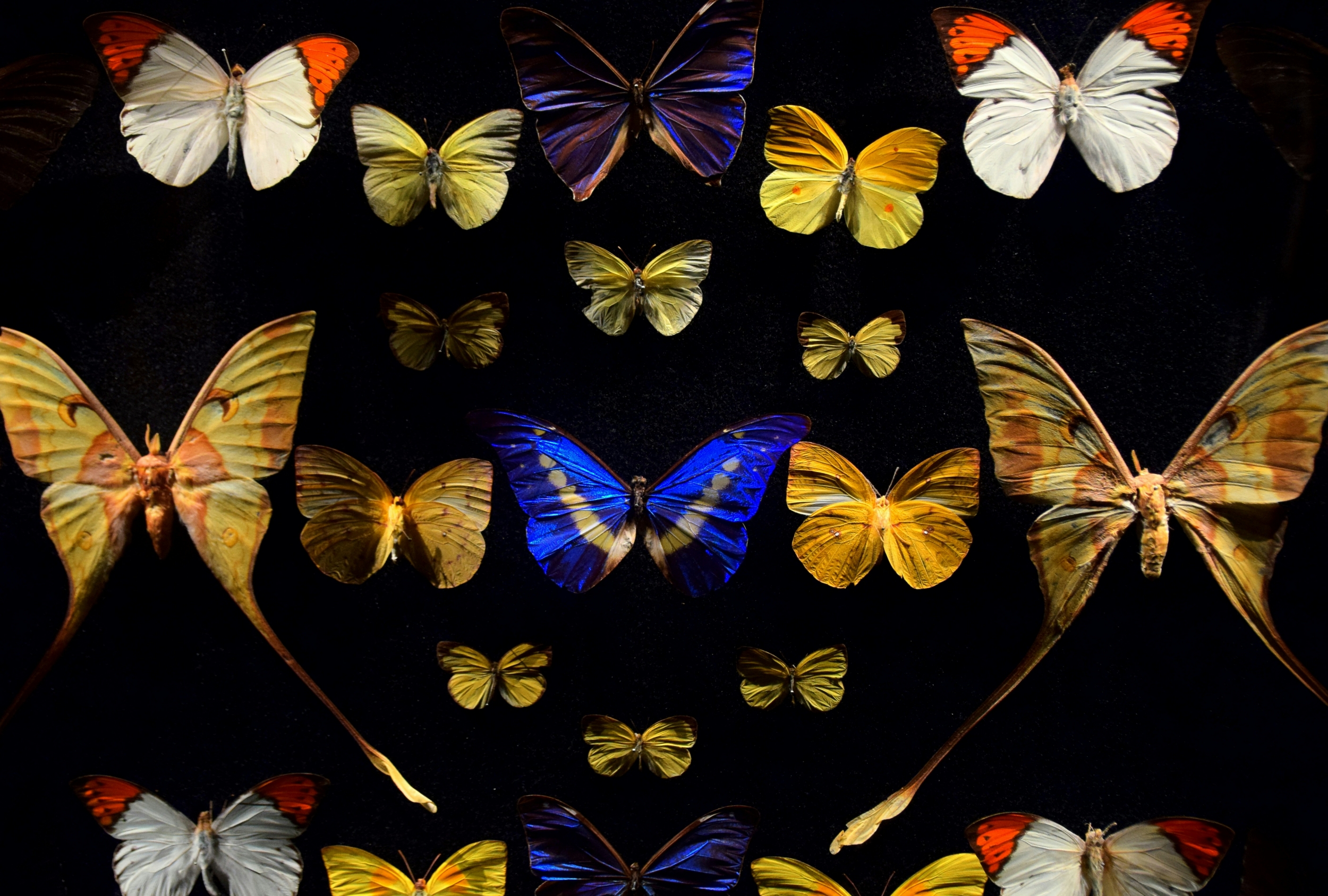 Multiple types of butterflies displayed on a black background